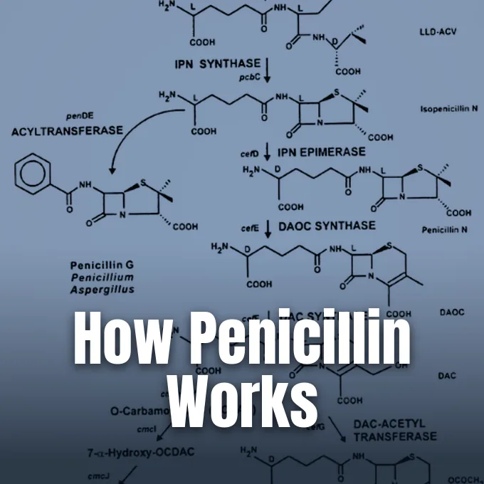 A scientific biochemical pathway diagram showing penicillin chemical structures, enzymatic reactions, and molecular biosynthesis formulas on blue.