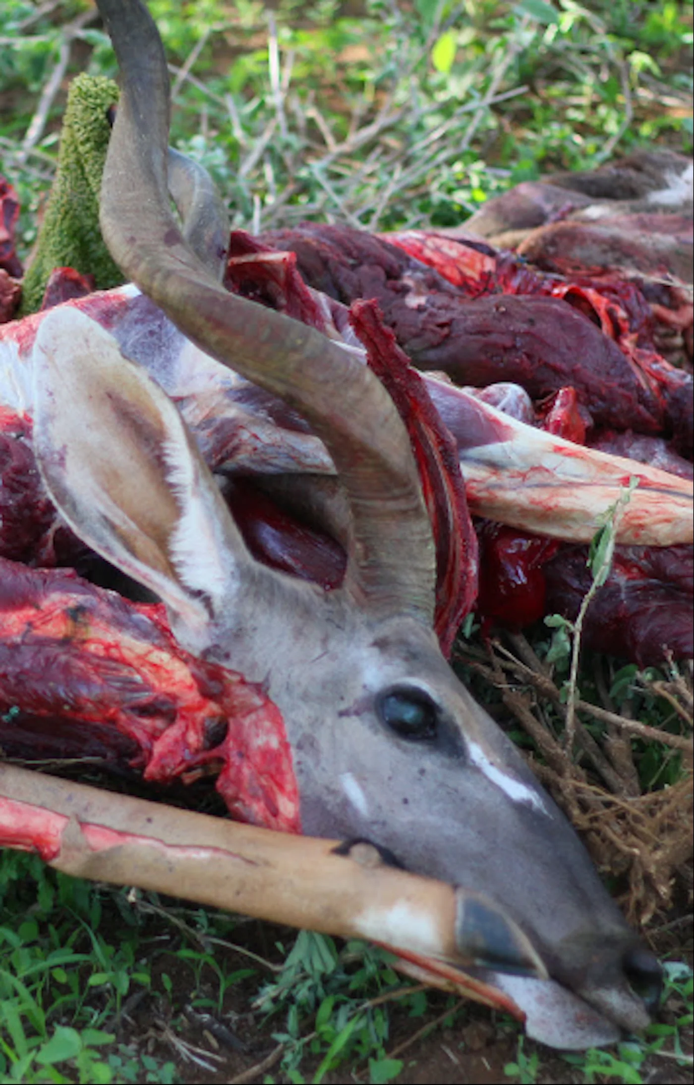 A kudu carcass butchered and shared among Hadza hunter gatherer societies in Tanzania.