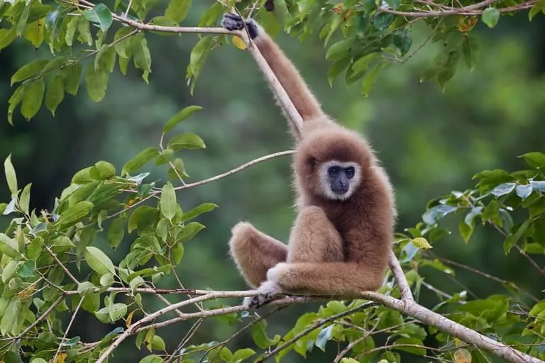 Javan gibbon in tropical foliage.