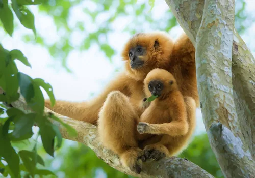 Southern yellow-cheeked gibbon perched in tree canopy on International Gibbon Day.