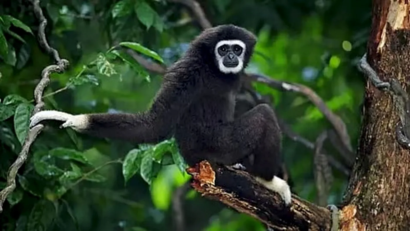 Western hoolock gibbon observed in Northeast India.