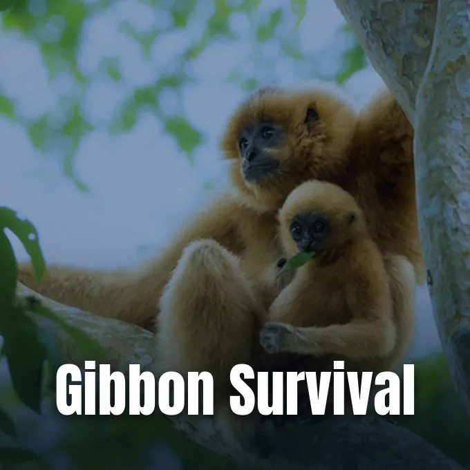 An adult gibbon resting in a tree canopy while closely holding its young infant