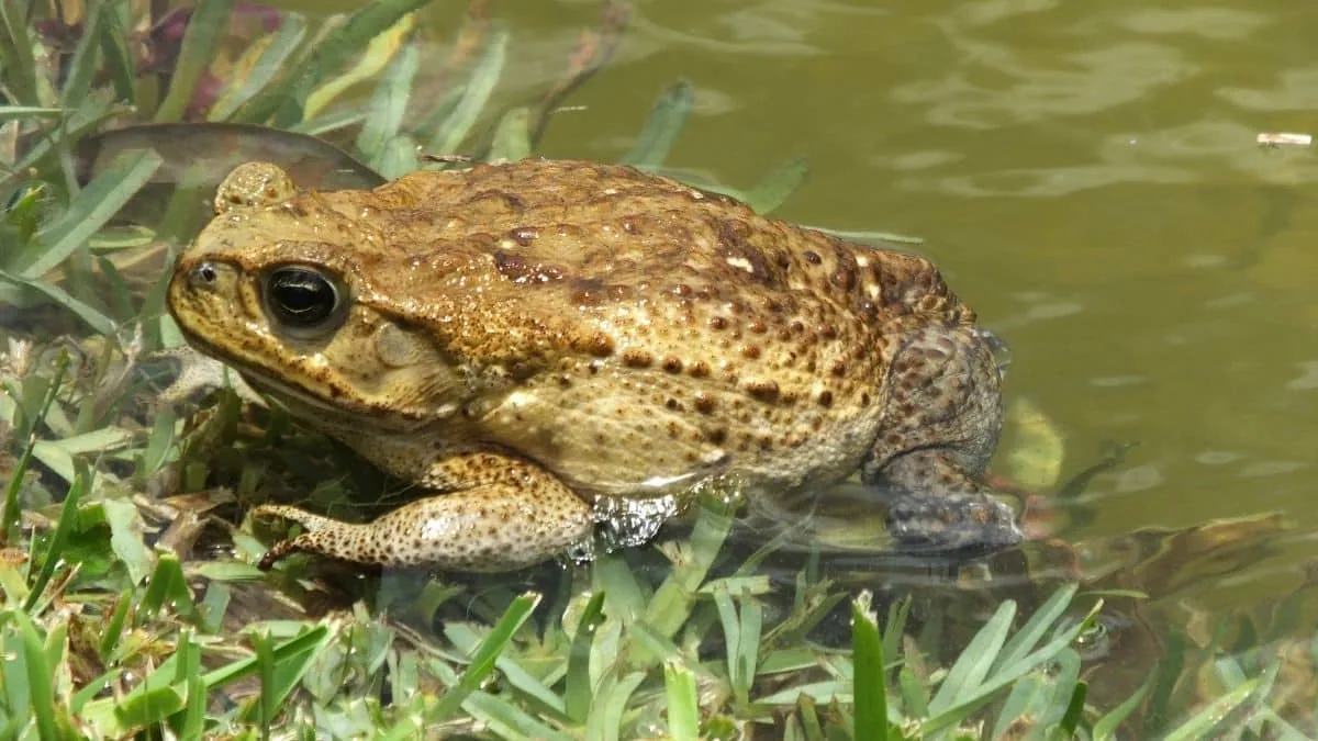 A cane toad sitting on damp ground in northern Australia.