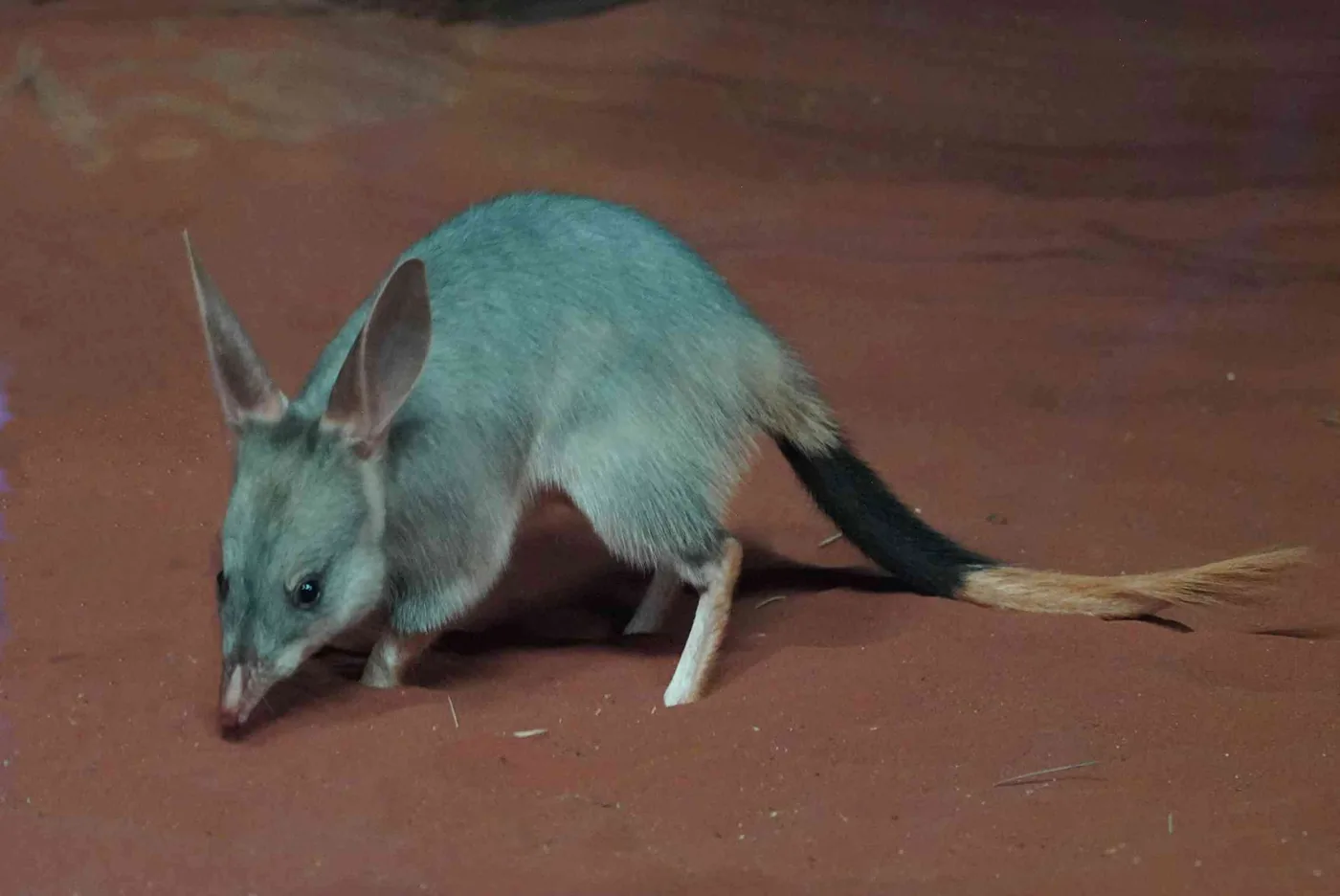 A greater bilby foraging in dry bushland where native marsupials face pressure from introduced predators.