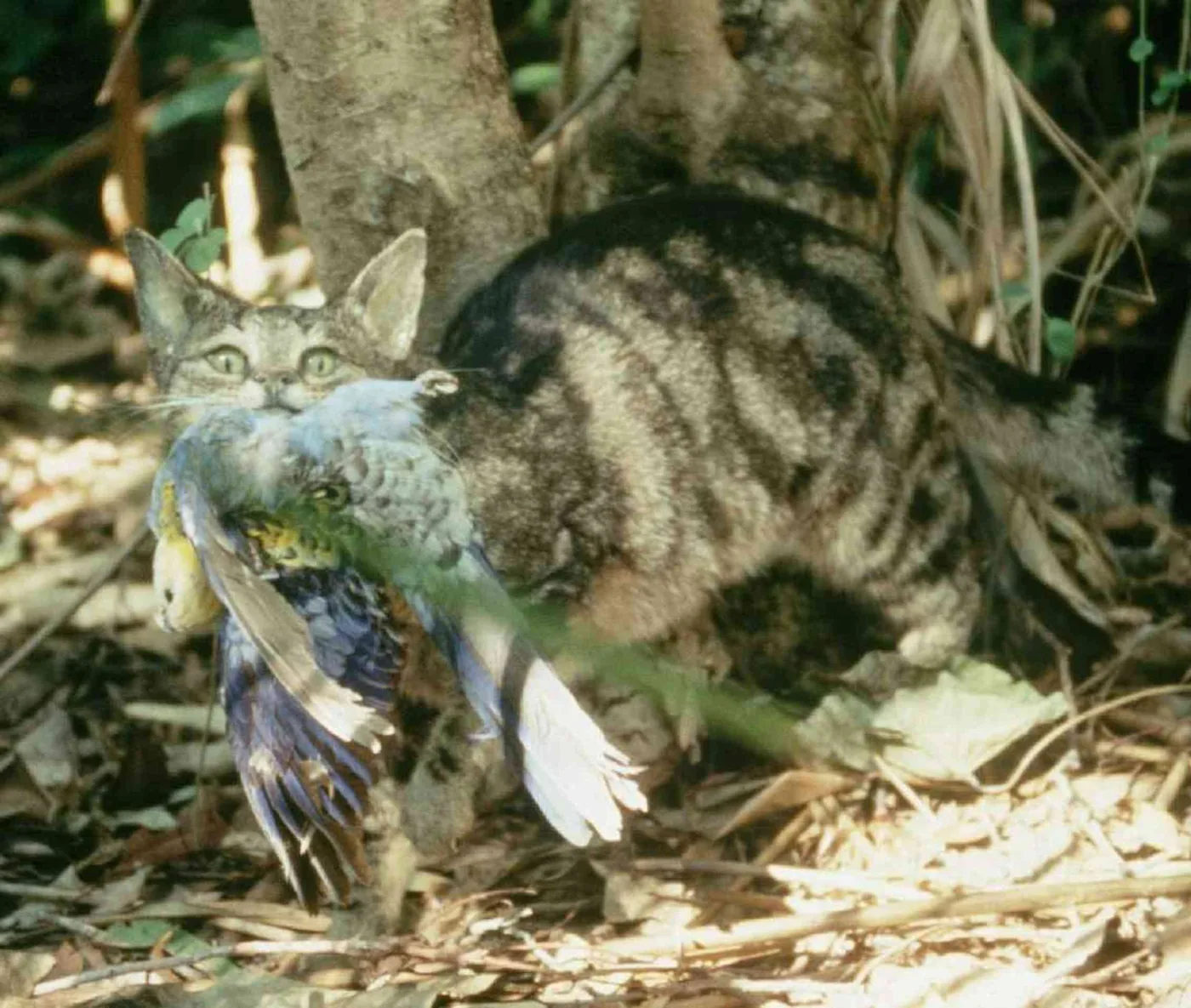 A feral cat holding a captured native rosella illustrating the impact of invasive species in Australia.