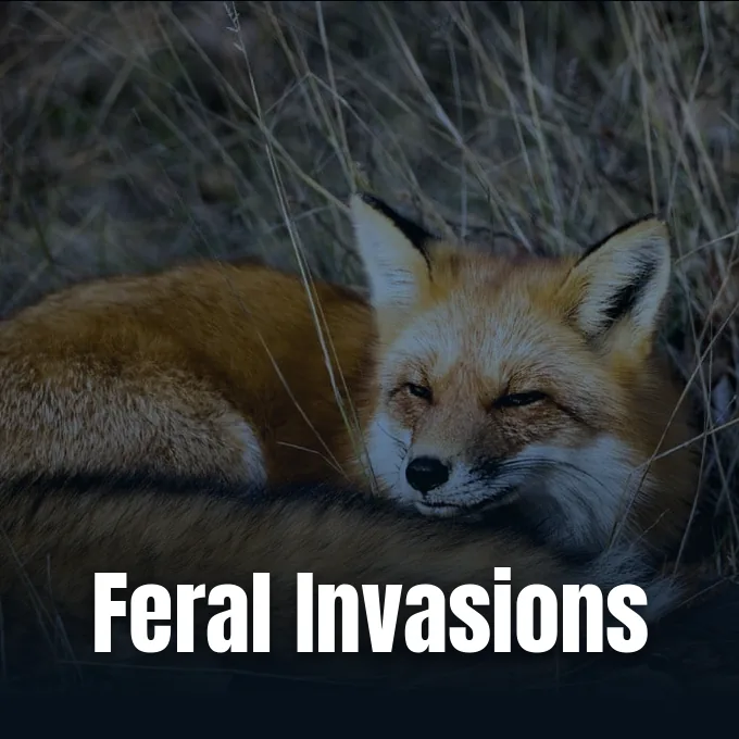 A wild red fox lying quietly amidst dry grass in a natural landscape setting.