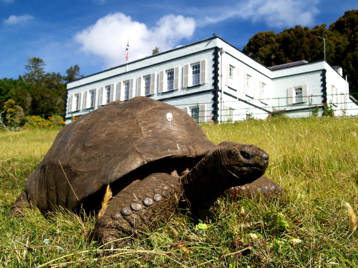 An Aldabra giant tortoise grazes on the lawn outside Plantation House on St. Helena.