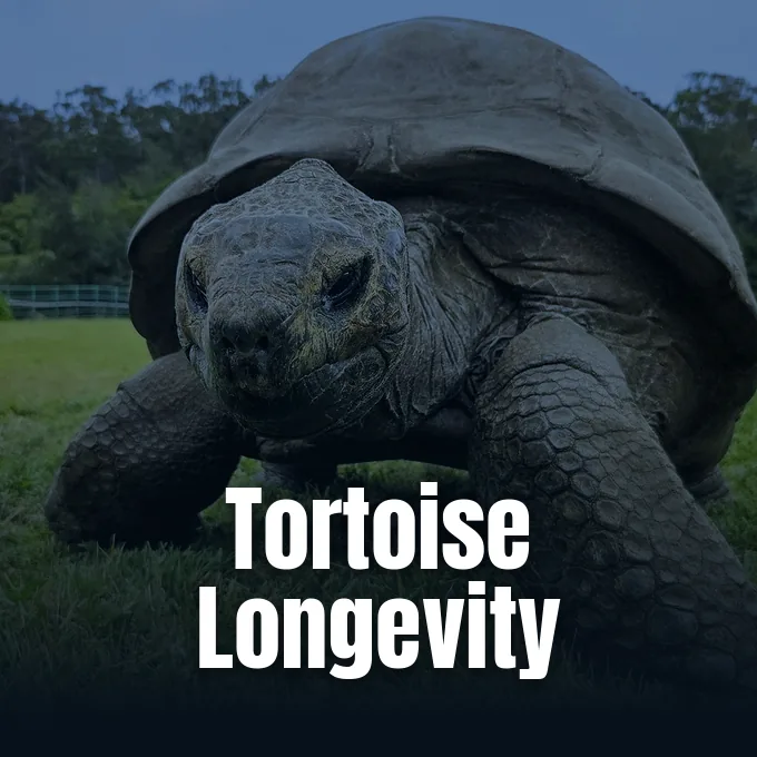 A close-up view of Jonathan the giant tortoise resting on a grassy lawn.