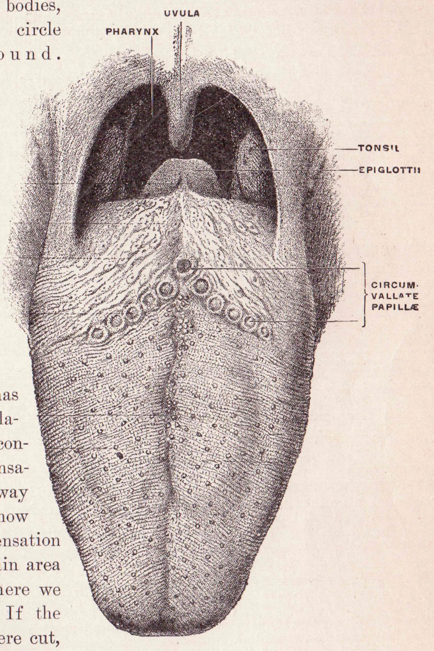 Historical anatomical drawing of a human tongue showing surface papillae
