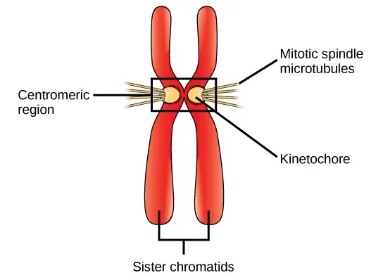 Sister chromatids with kinetochores binding to mitotic spindle microtubules during cell division