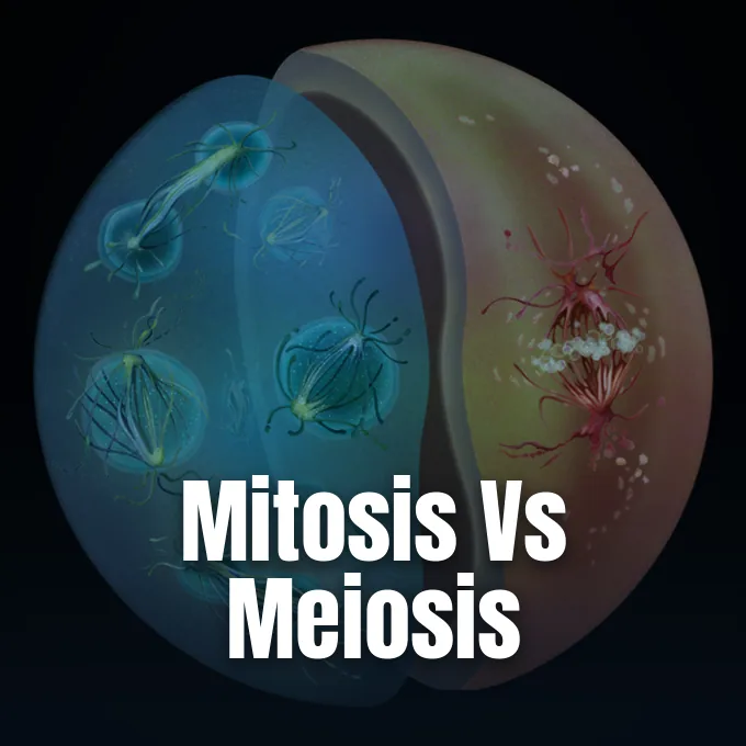 A stylized microscopic illustration showing cellular division processes and dividing structures within rounded compartments.