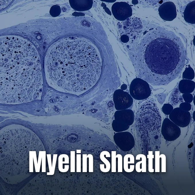 A microscopic cross-section view showing nerve fibers and myelinated axons stained in blue shades.