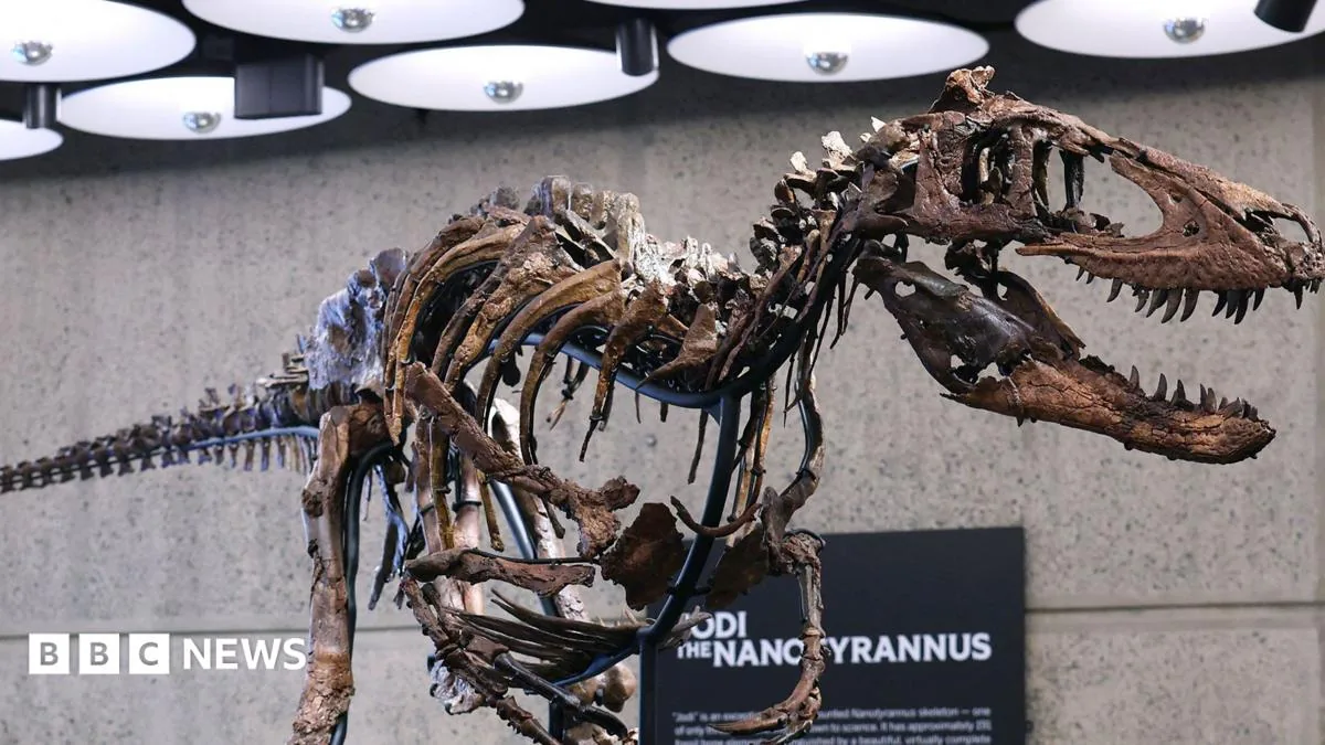 The mounted Nanotyrannus skeleton Jodi displayed on an armature in New York.