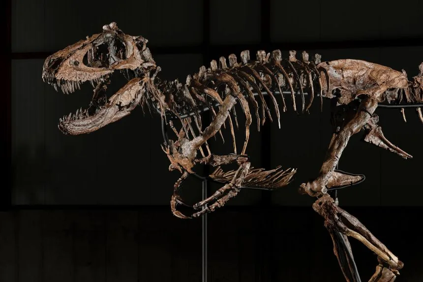 Detailed view of the skull and bone elements of the Jodi specimen.