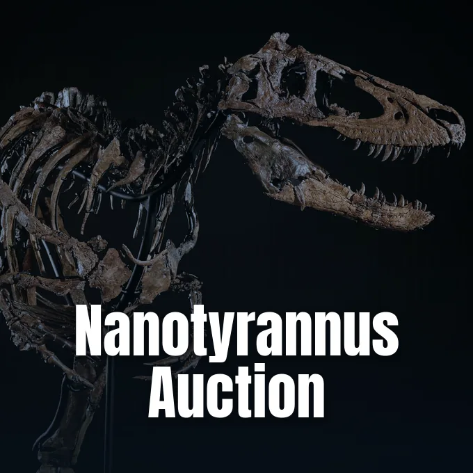 A close-up view of the fossilized skull and ribcage of a Nanotyrannus dinosaur skeleton.
