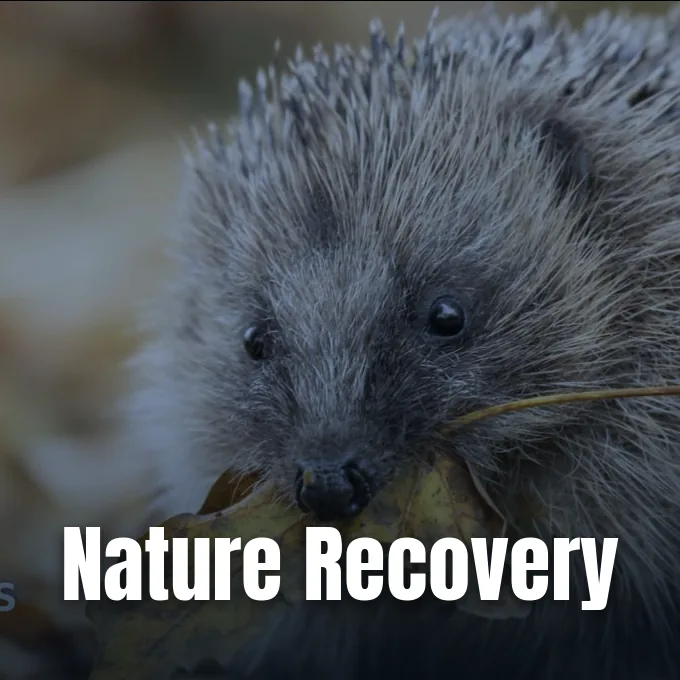 A close-up view of a wild hedgehog carrying a dry leaf in its mouth.