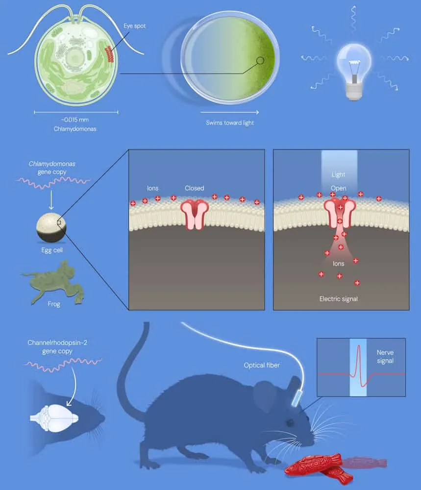 Experimental steps showing algae eyespot sensing, ion channels in frog eggs, and light activation of nerve cells.