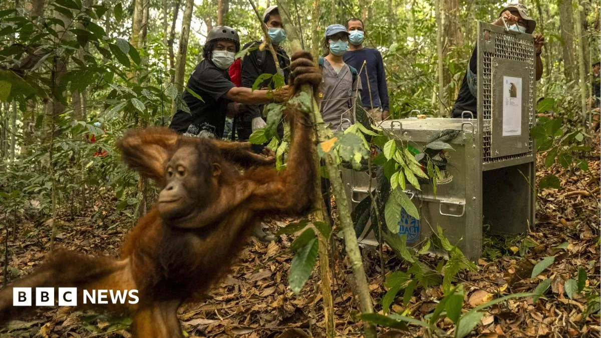 An adult orangutan climbing branches in a Borneo forest canopy.