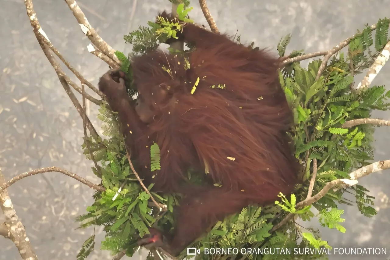 An orangutan released into wild forest reserve in West Kalimantan.