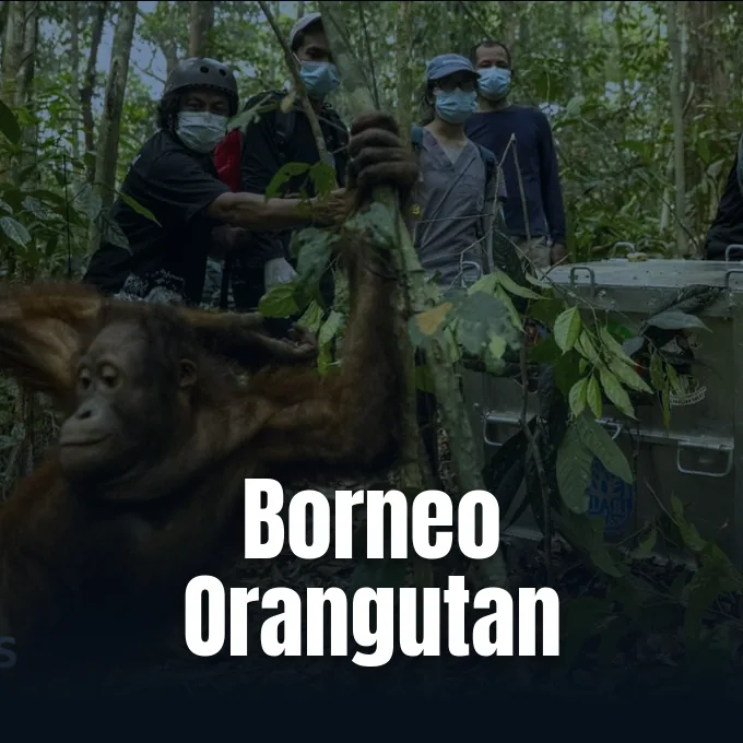 Rescuers in masks release an orangutan from a transport crate into the lush forest.