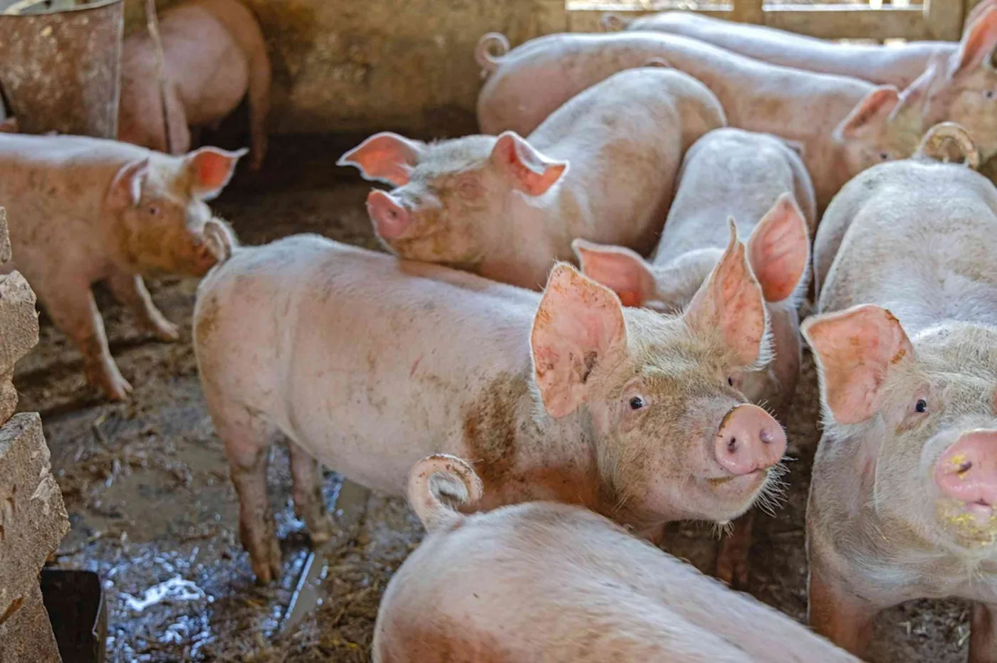 Pigs in a pen representing the animal hosts of pig whipworm eggs used in early clinical trials.