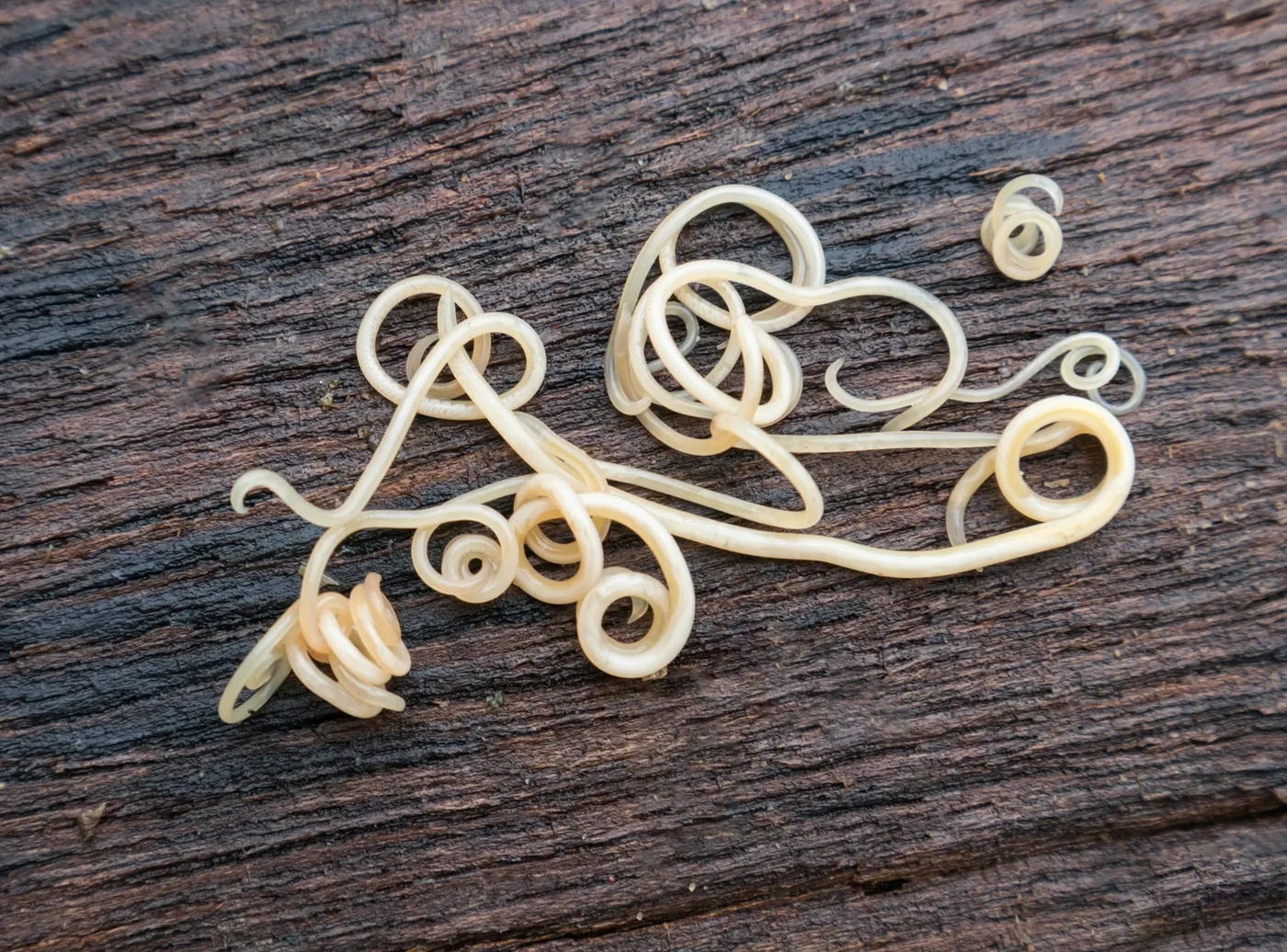 Microscopic view of parasitic worms investigated for their ability to regulate host immune cells.