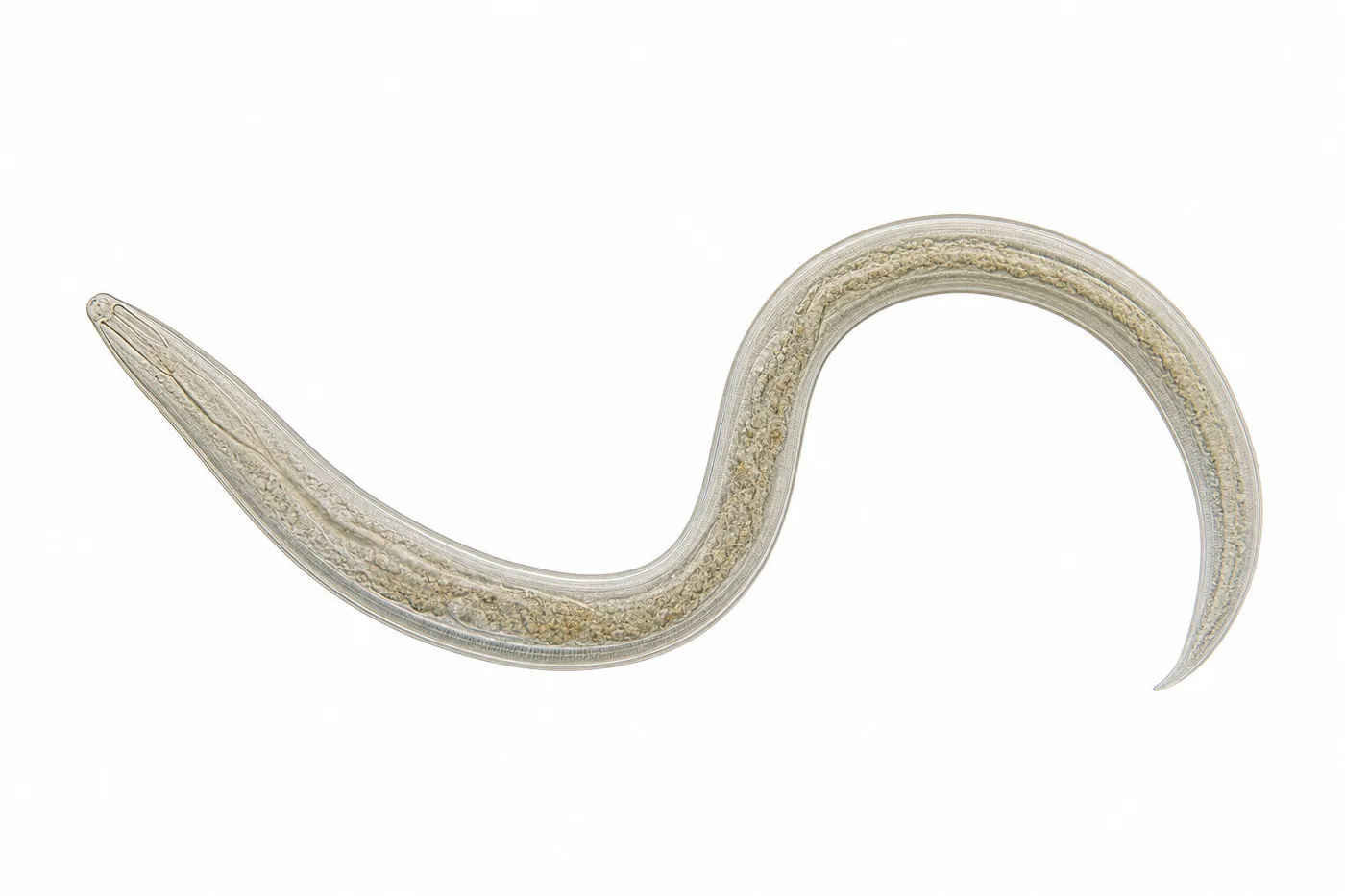 Detailed anatomical diagram of a roundworm species examined in parasite research.