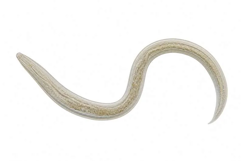An illustrative diagram of an intestinal roundworm demonstrating typical morphology.