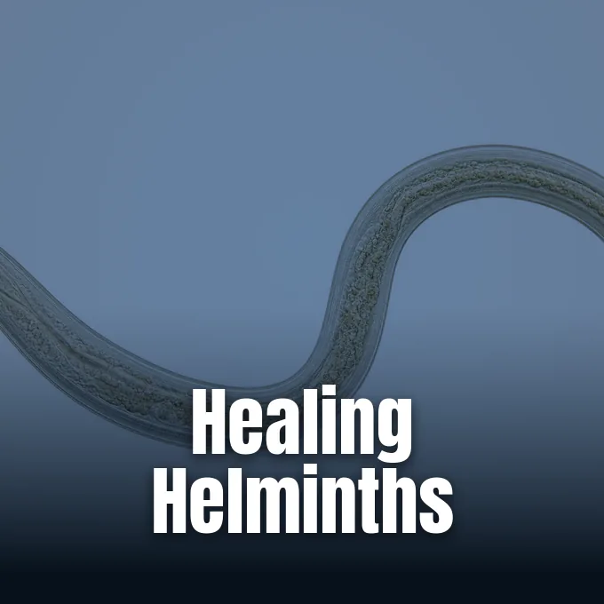 A microscopic view of a translucent parasitic nematode worm curving across a plain background.