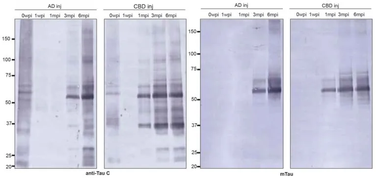 Western blot analysis tracing sarkosyl-insoluble mouse tau aggregates following prion-like transmission from human seeds.