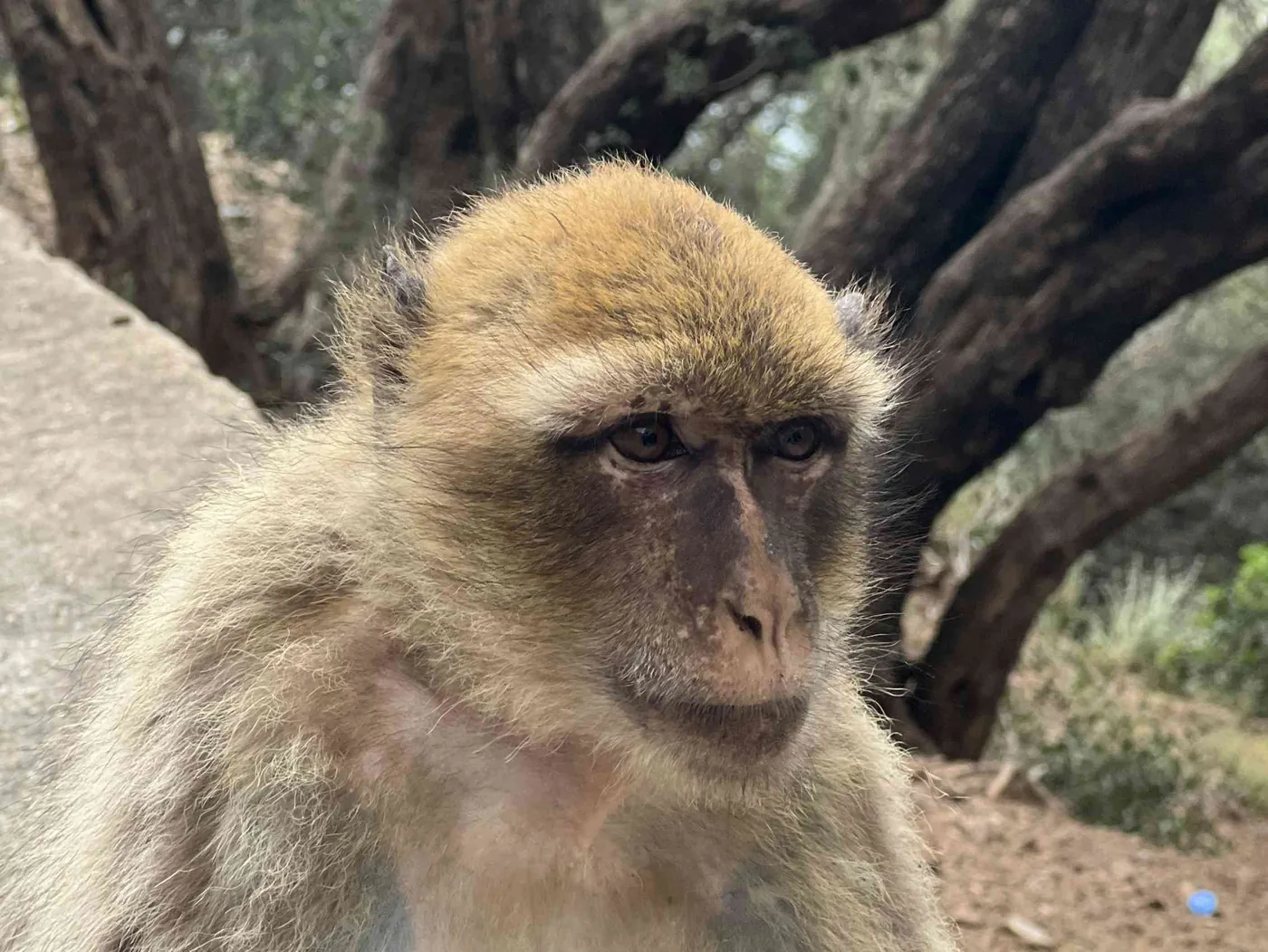 A female Barbary macaque resting in Béjaïa, representing challenges in protecting endangered species near human settlements.