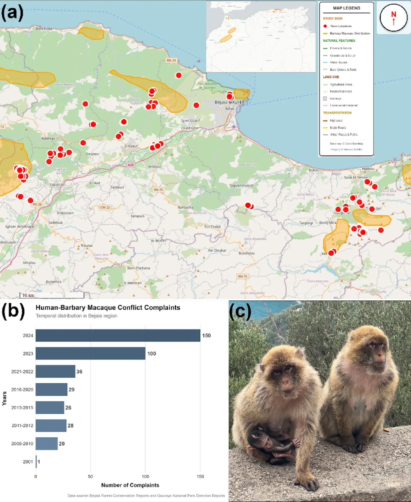 A geographic distribution map tracking Barbary macaque ranges and human conflict trends in Northern Algeria.