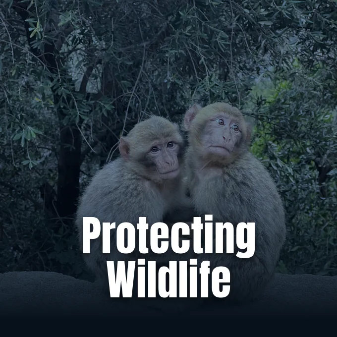 Two Barbary macaques huddle together in a forested natural environment with lush foliage in the background.
