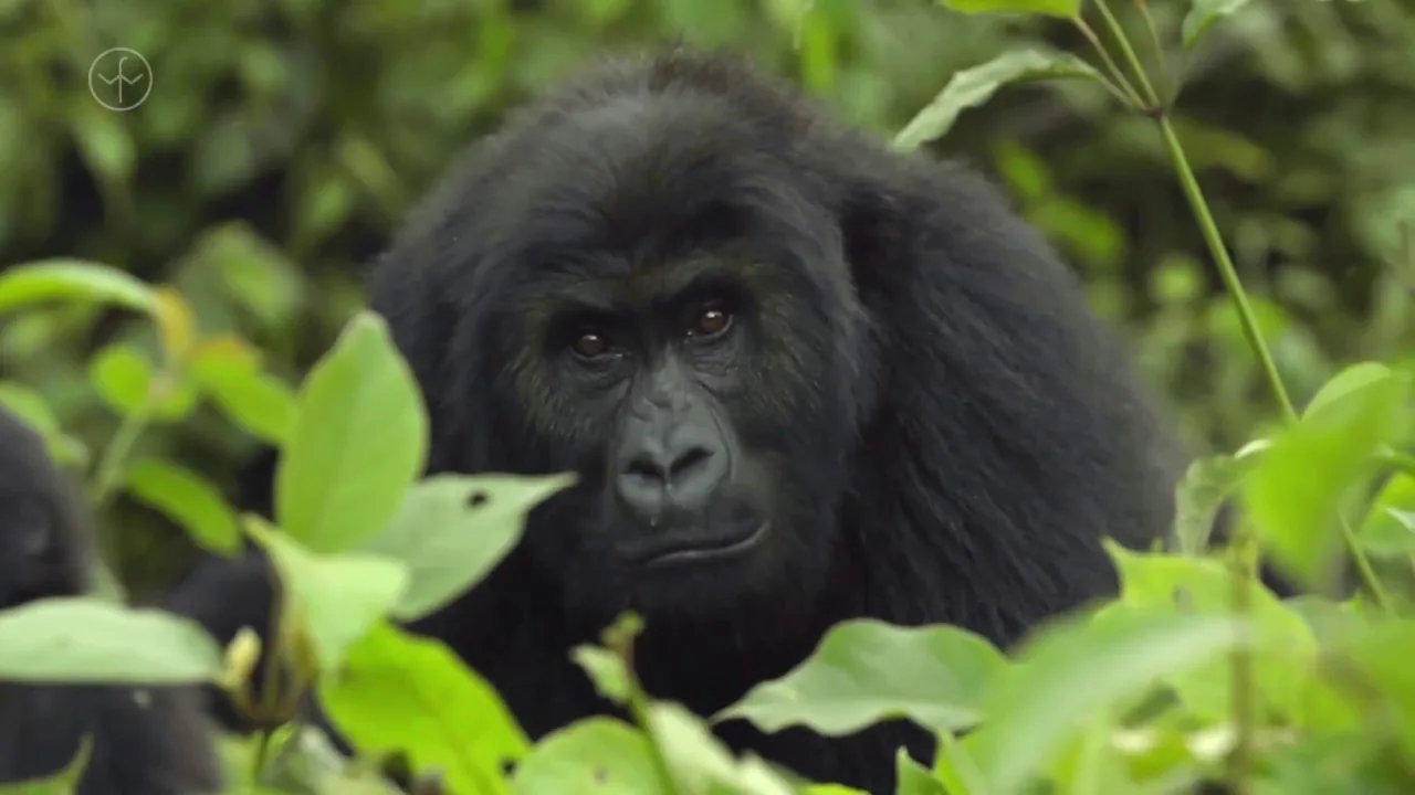 Video documentary frame depicting rare wildlife sightings across protected habitats