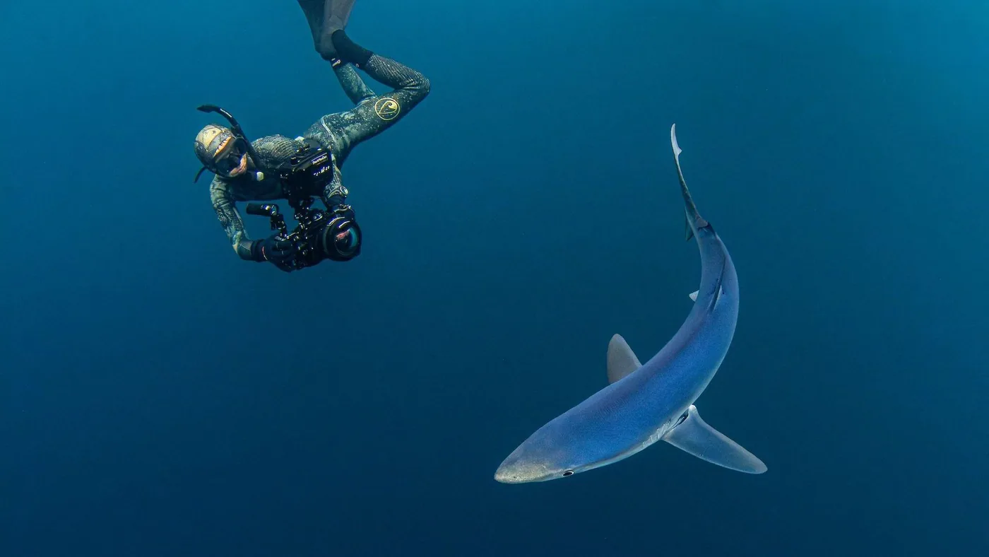 Underwater diver holding a camera near a blue shark off Pembrokeshire