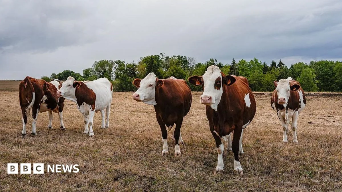 Dairy cow standing in a grassy farm field.