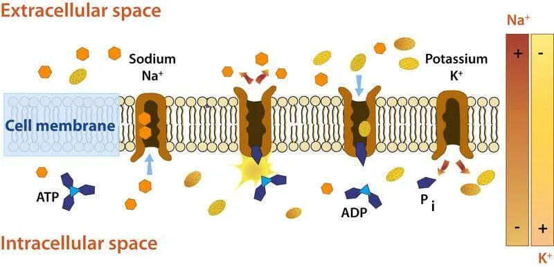 Stepwise transport cycle diagram of the Na+/K+ ATPase pump exchanging sodium and potassium ions