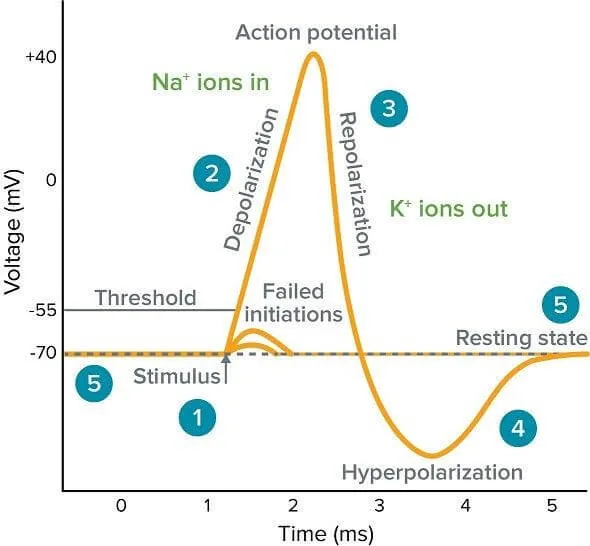 Voltage against time graph showing the phases of an action potential in excitable cells