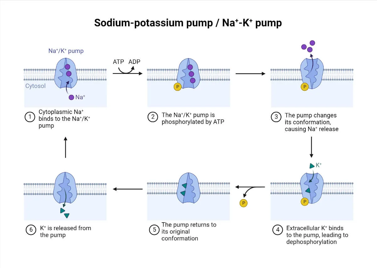 Sodium Potassium Pump: How It Works and Why Cells Rely on It — Microbe Notes image