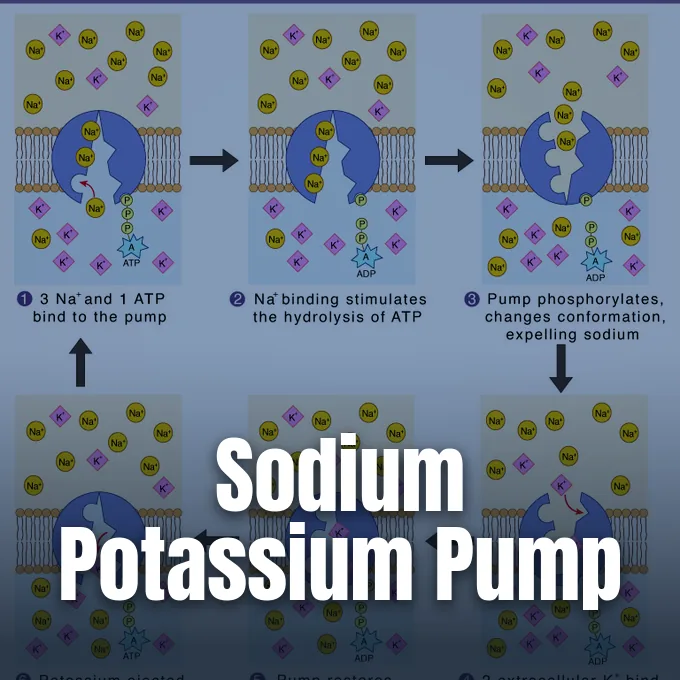 A detailed biological diagram illustrating the sequential transport cycle of sodium and potassium ions across a cell membrane.