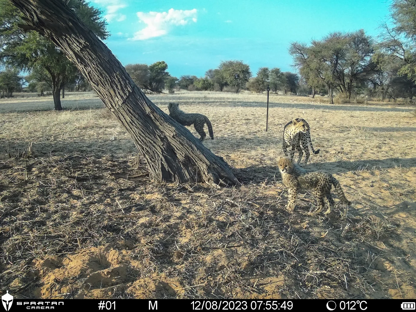 A cheetah mother and cub recorded at a wildlife census station in North West Province.