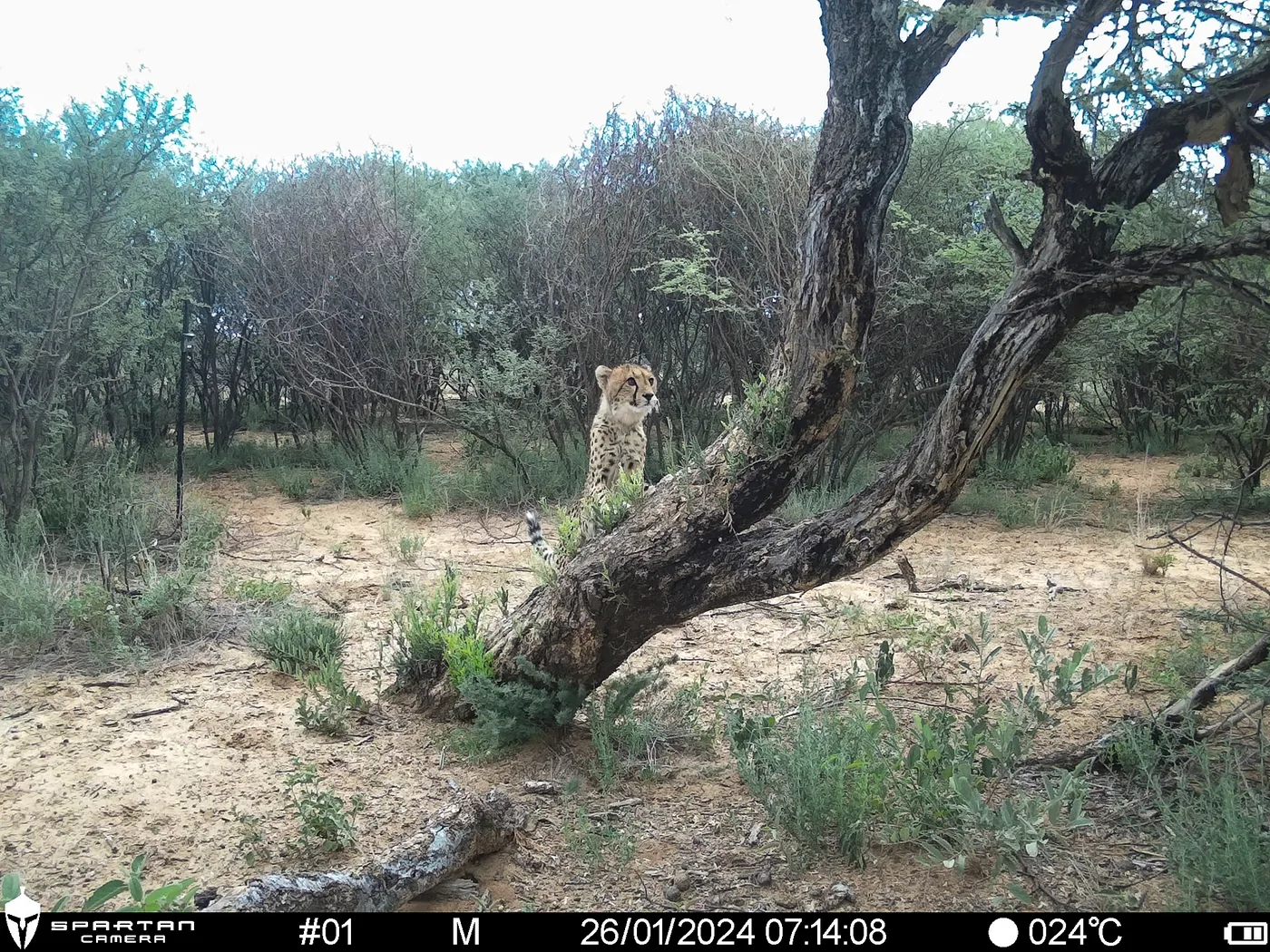 A young South African cheetah investigates a camera trap monitoring station in North West Province.