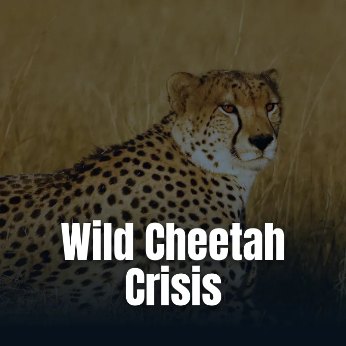 A close-up portrait of an adult cheetah resting amidst tall dry grass in the wild.