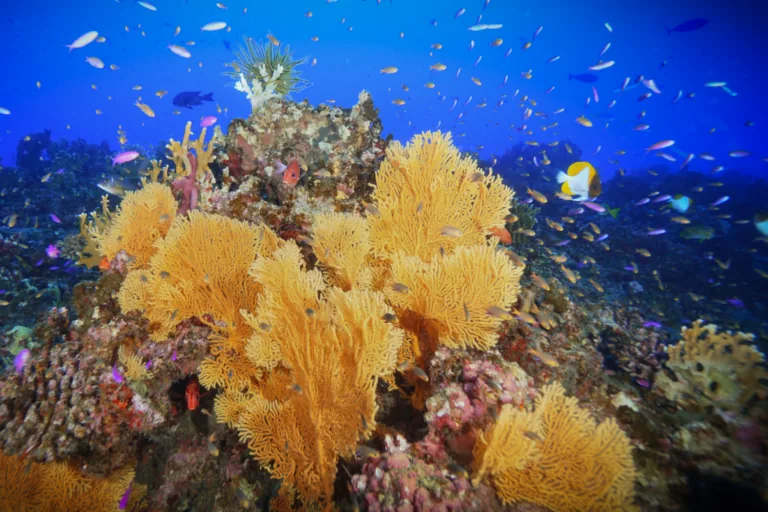 Sea fans on a shallow coral reef off Pagan