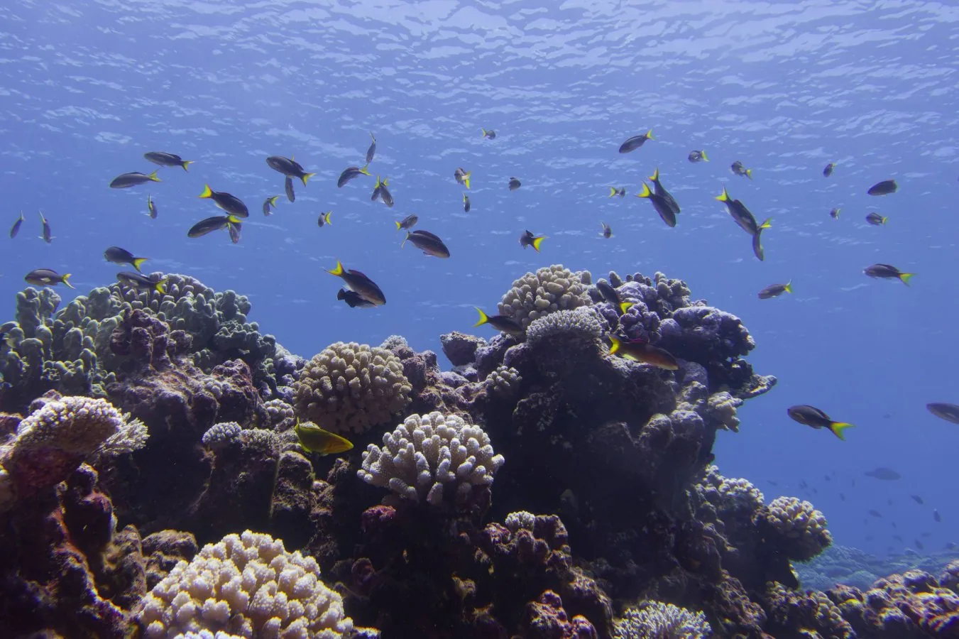 Tropical coral reefs host diverse marine species in warm shallow waters