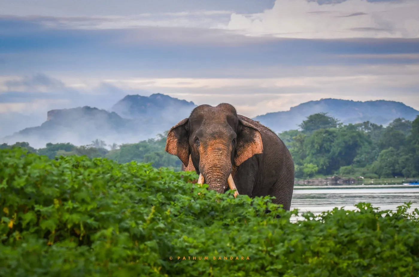 Sri Lanka Tusker Kavantissa Dies After Gunshot Wound — Mongabay Environmental News image