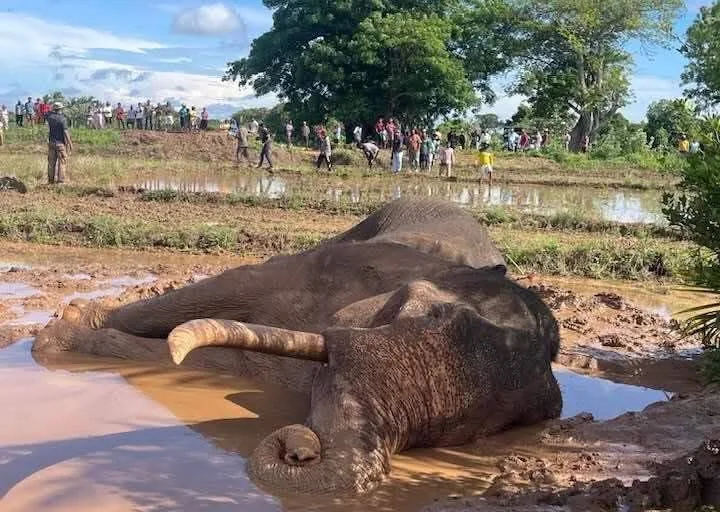 Wild tusker Kavantissa in northwestern Sri Lanka.
