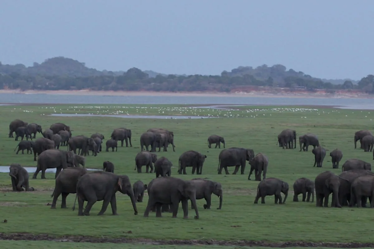 Wild elephant herd in Minneriya National Park.