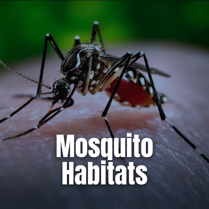 A close-up macro photograph of a mosquito feeding on human skin outdoors.
