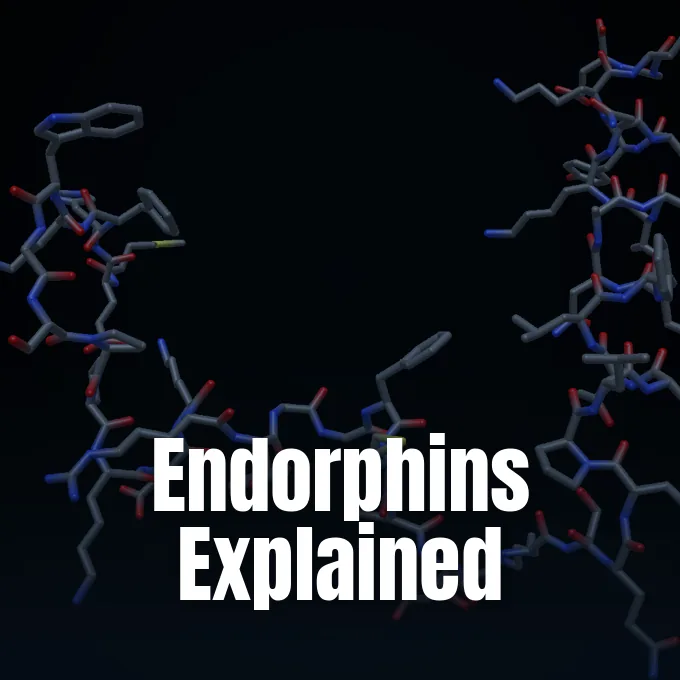A three-dimensional stick model showing the molecular chemical structure of an endorphin neuropeptide.
